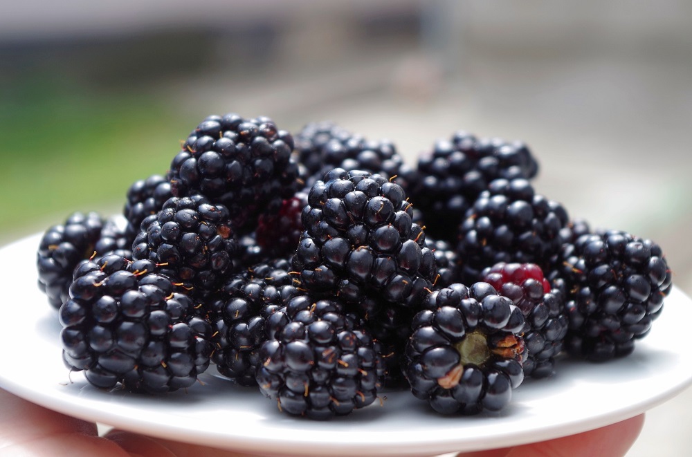 Blackberries