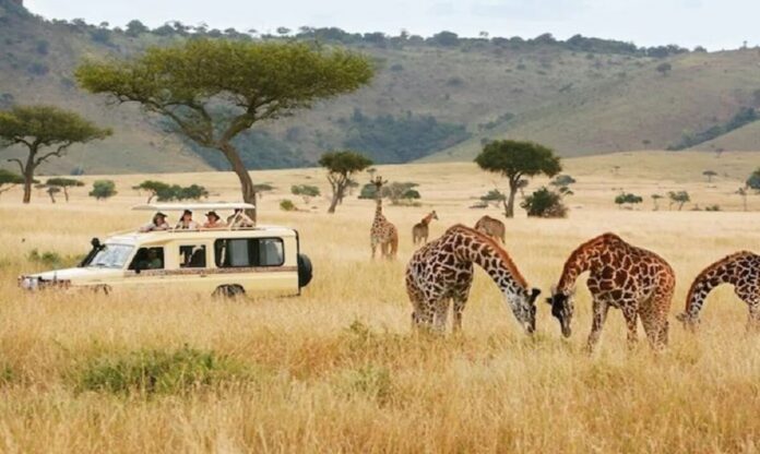 African Safaris An Adventure of a Lifetime