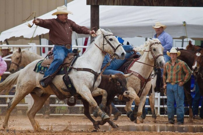 Harnessing the Bull: The Art and Skill of Rodeo