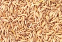 Improving Soil Structure with Rice Hulls: The Key to Healthy Plants Improving Soil Structure with Rice Hulls