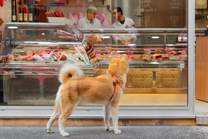 How You Can Start Your Own Pet Store
