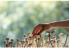 Magic Mushrooms: Are they for you? Magic Mushrooms: Are they for you?